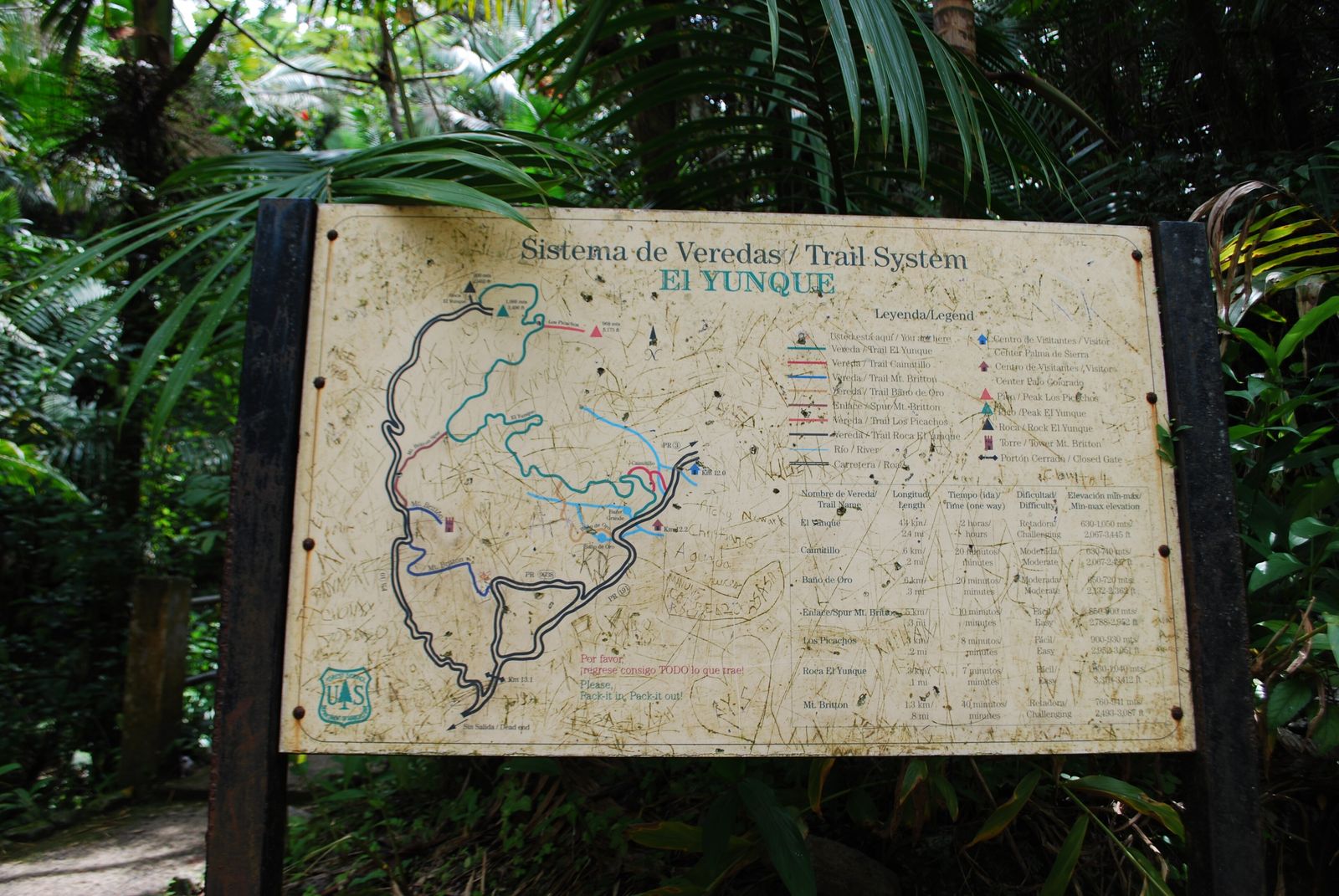A narrow hiking trail winds through dense tropical rainforest vegetation in El Yunque National Forest, Puerto Rico