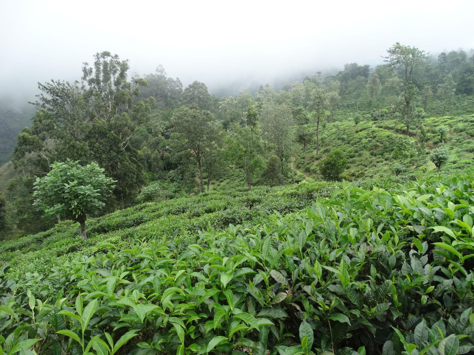 Rows of tea bushes climbing a steep hillside near Ella in Sri Lanka's hill country