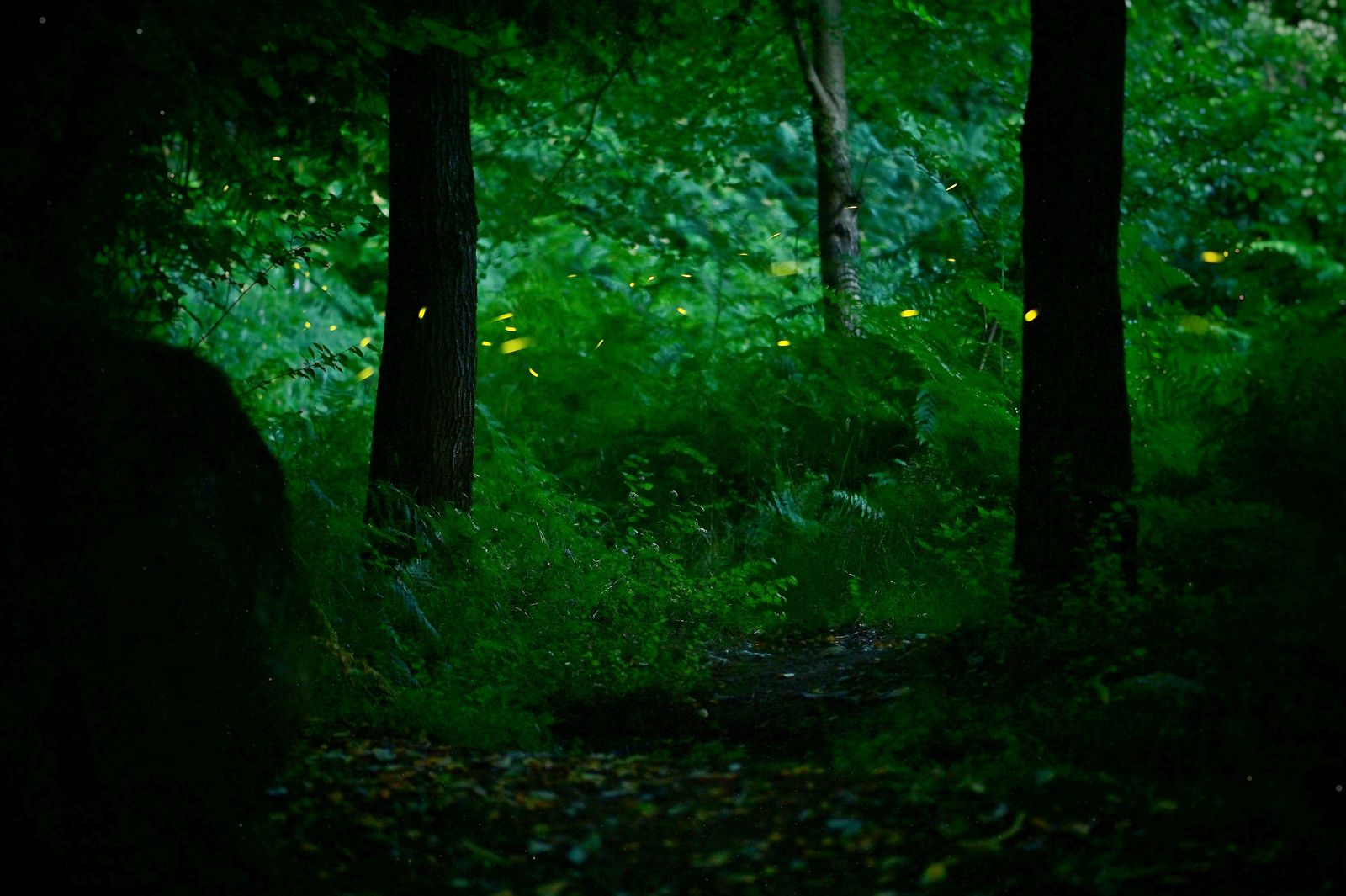 Fireflies & Bioluminescence in the Jungle
