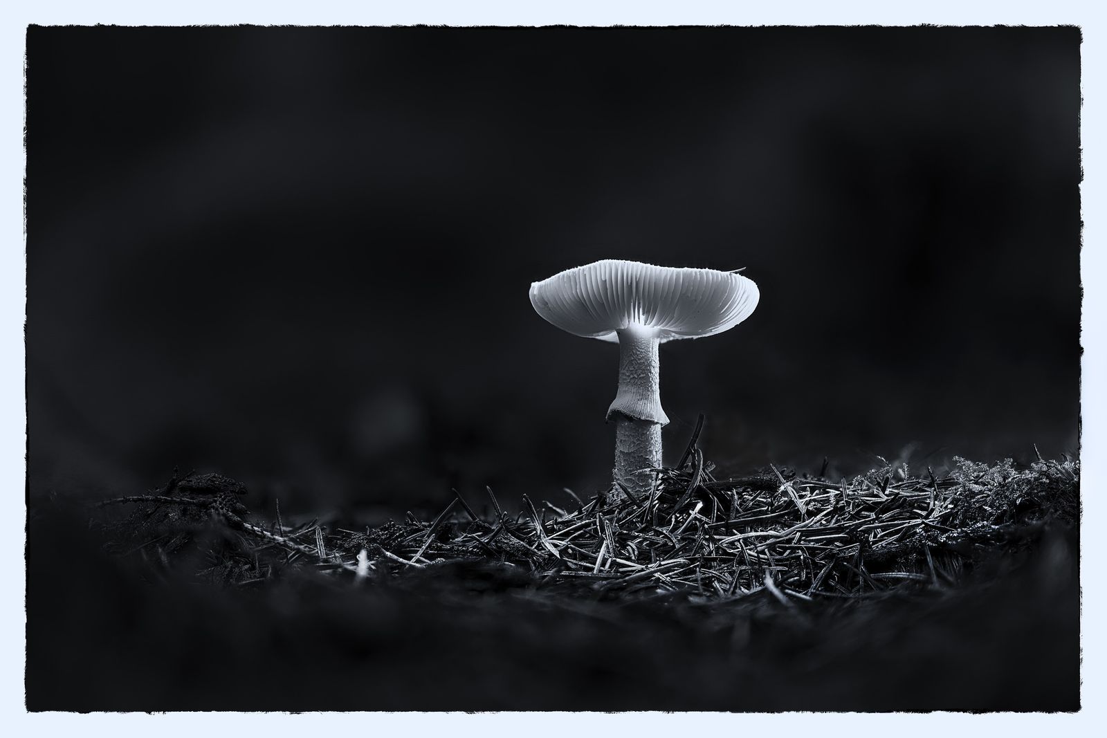Glowing bioluminescent mushrooms on a dark forest floor at night