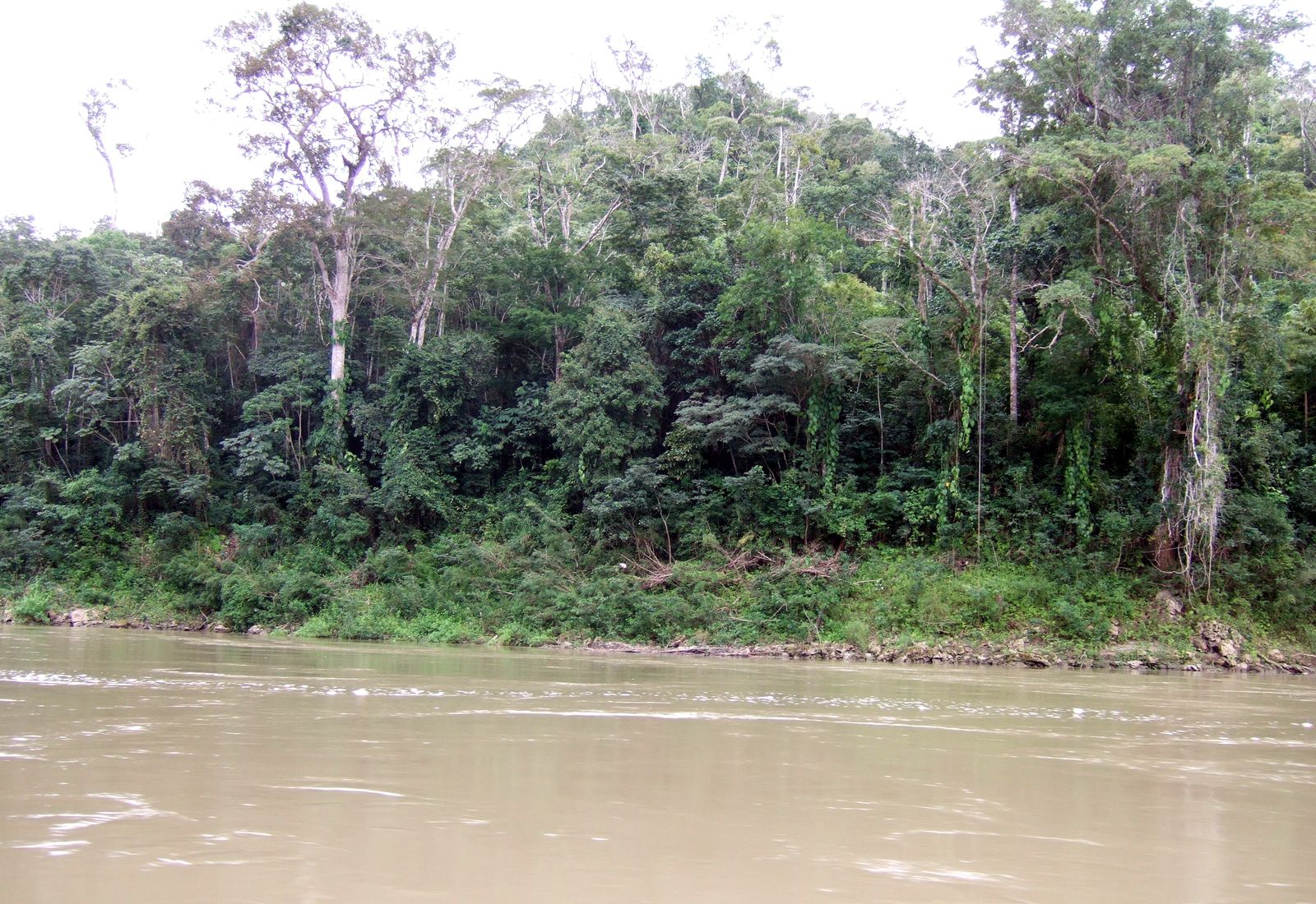 Aerial view of the unbroken Peten rainforest canopy in northern Guatemala, part of the Maya Biosphere Reserve