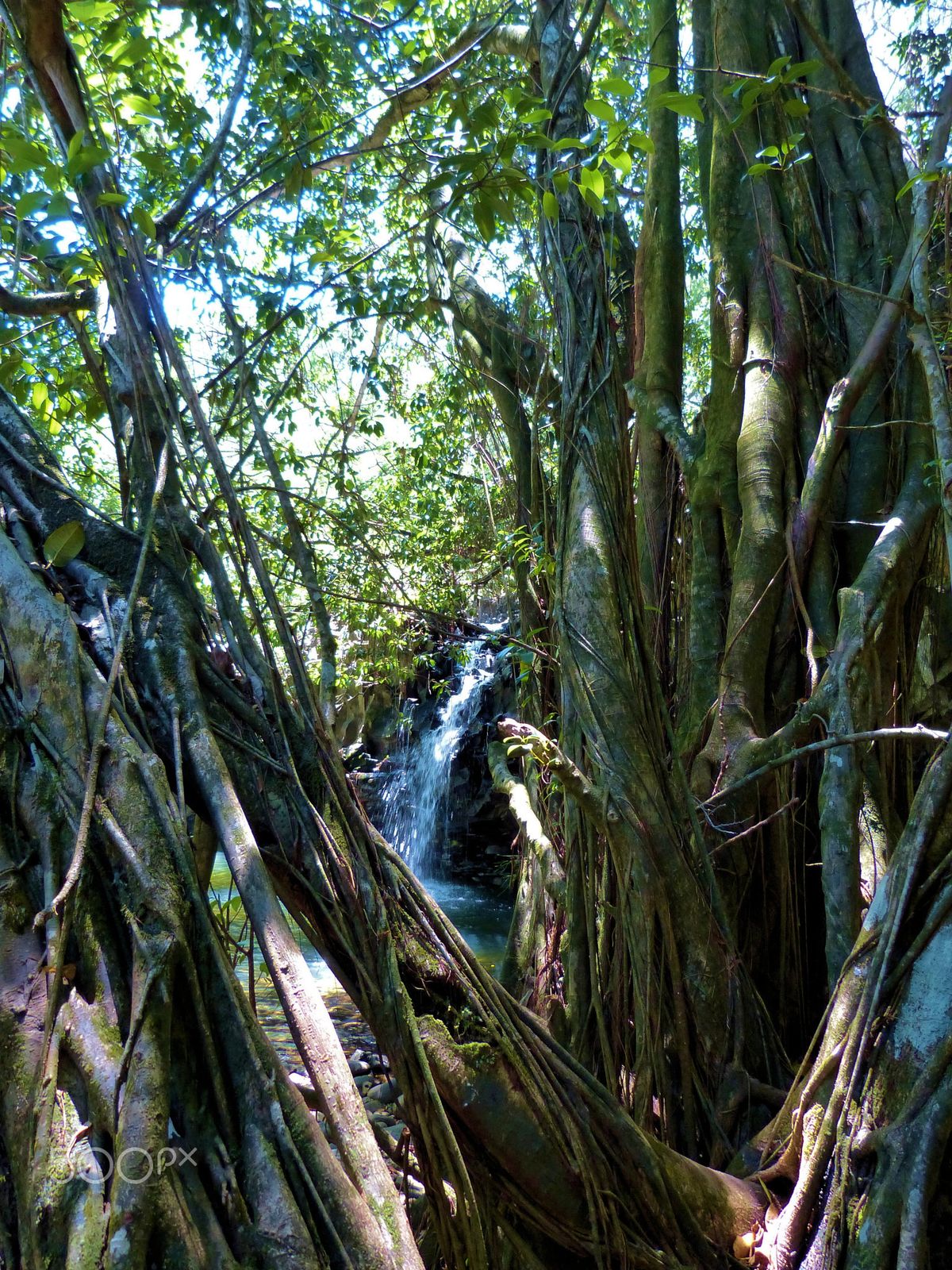 A tall waterfall drops through dense green Hawaiian rainforest cliffs into a pool below