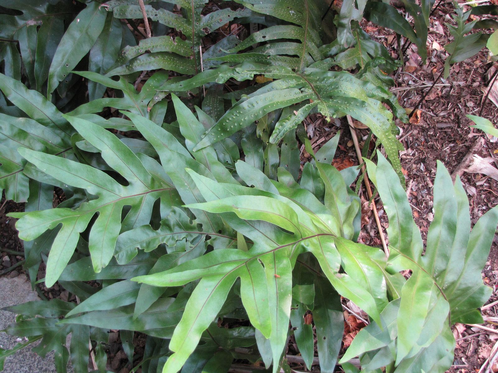 Close-up of lush green tropical fern fronds in a Hawaiian rainforest understory