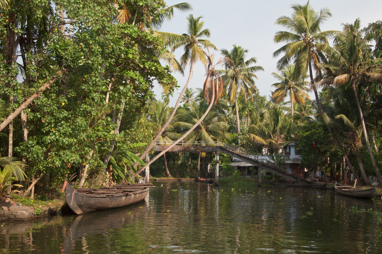 Kerala backwaters lined with dense tropical jungle vegetation