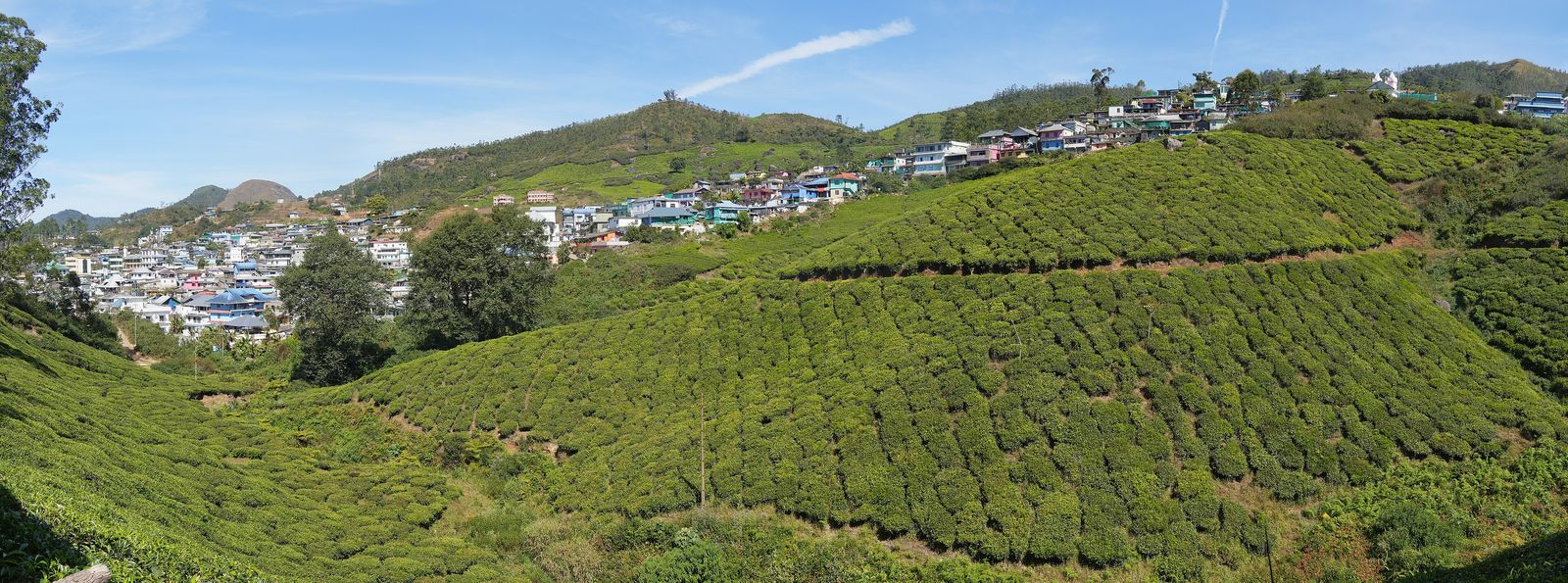 Rows of tea bushes climbing the hillside above Munnar, Kerala