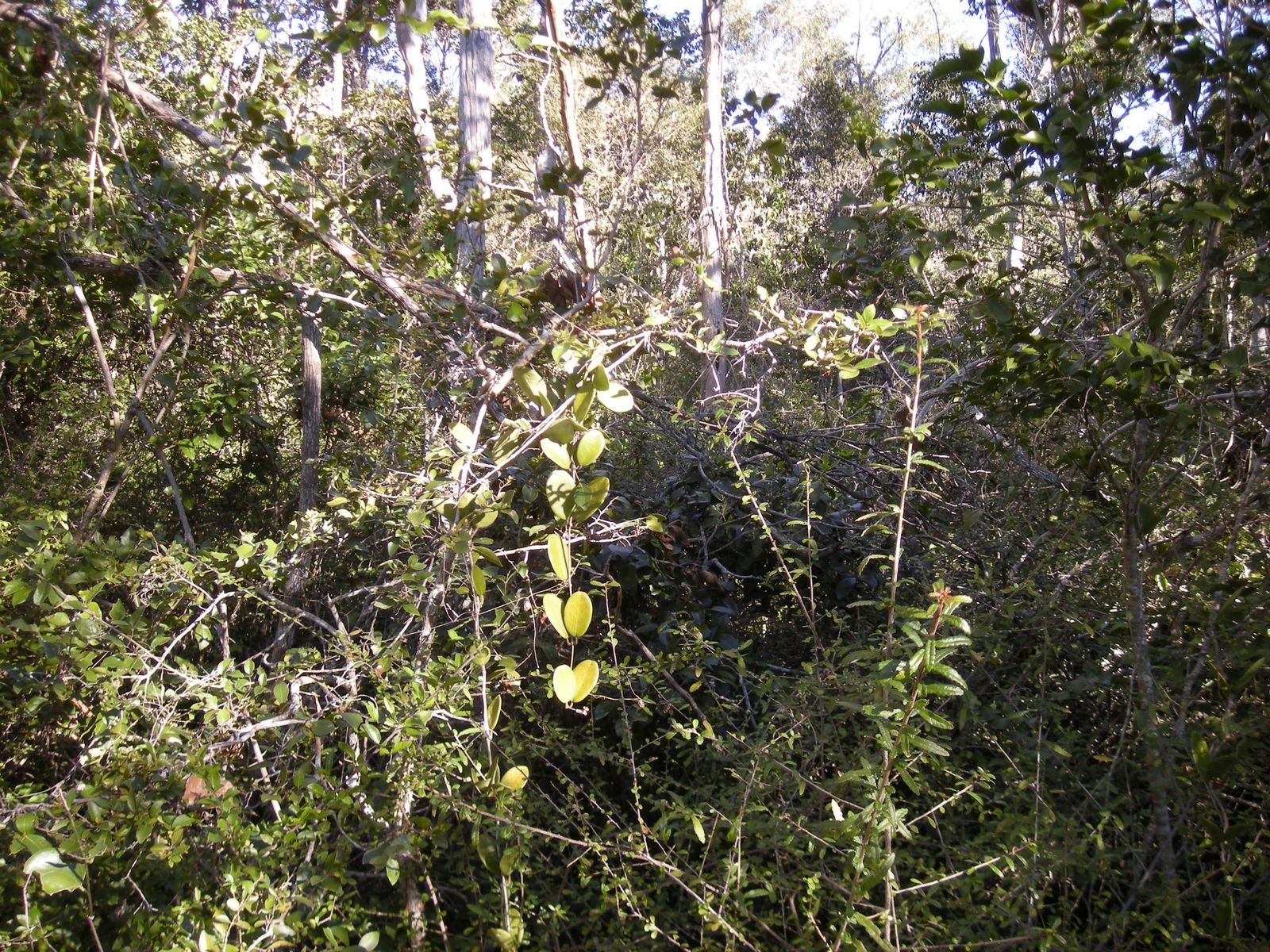 Dense tropical rainforest canopy and understory seen from below