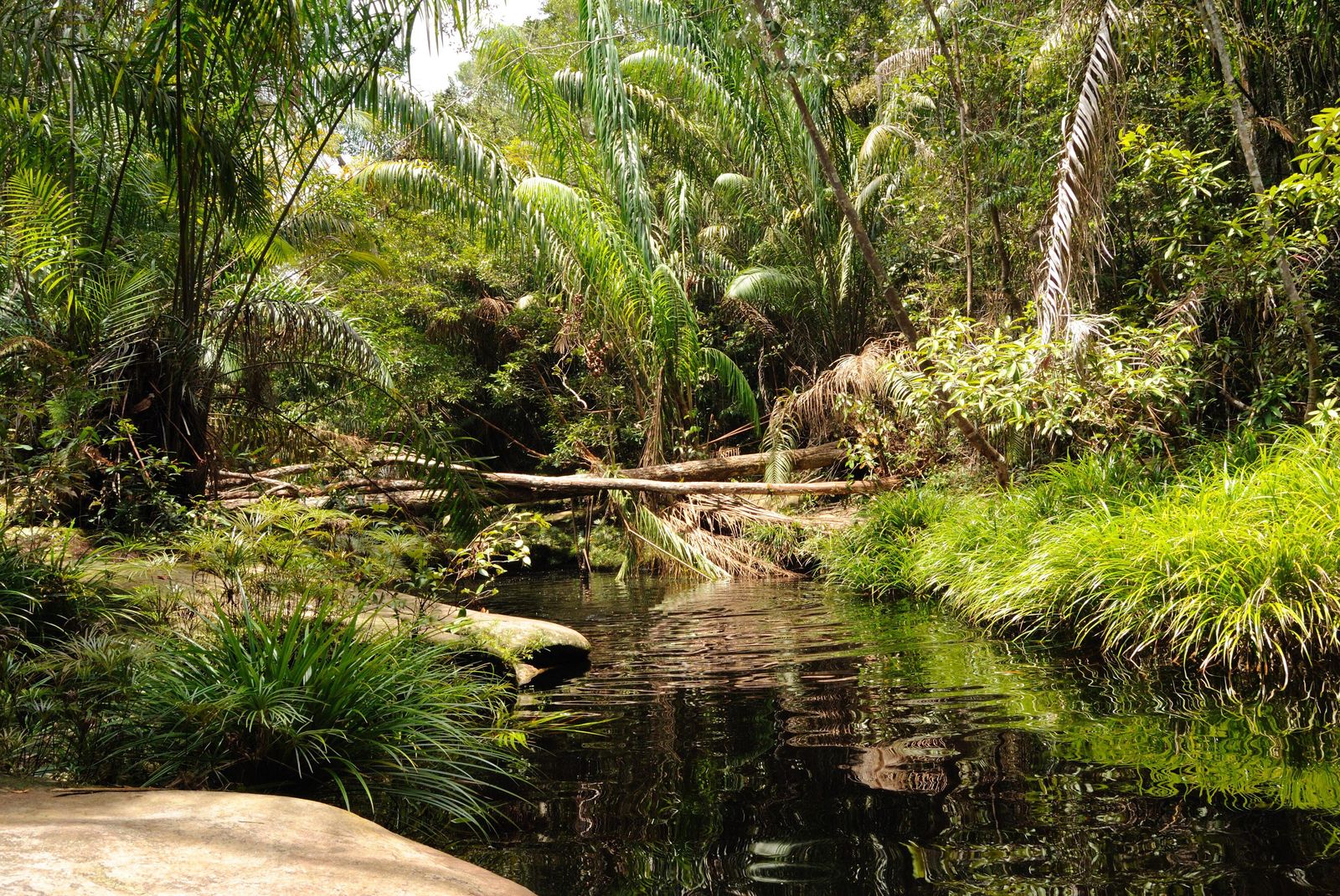 A natural rainforest pool at the base of a jungle waterfall