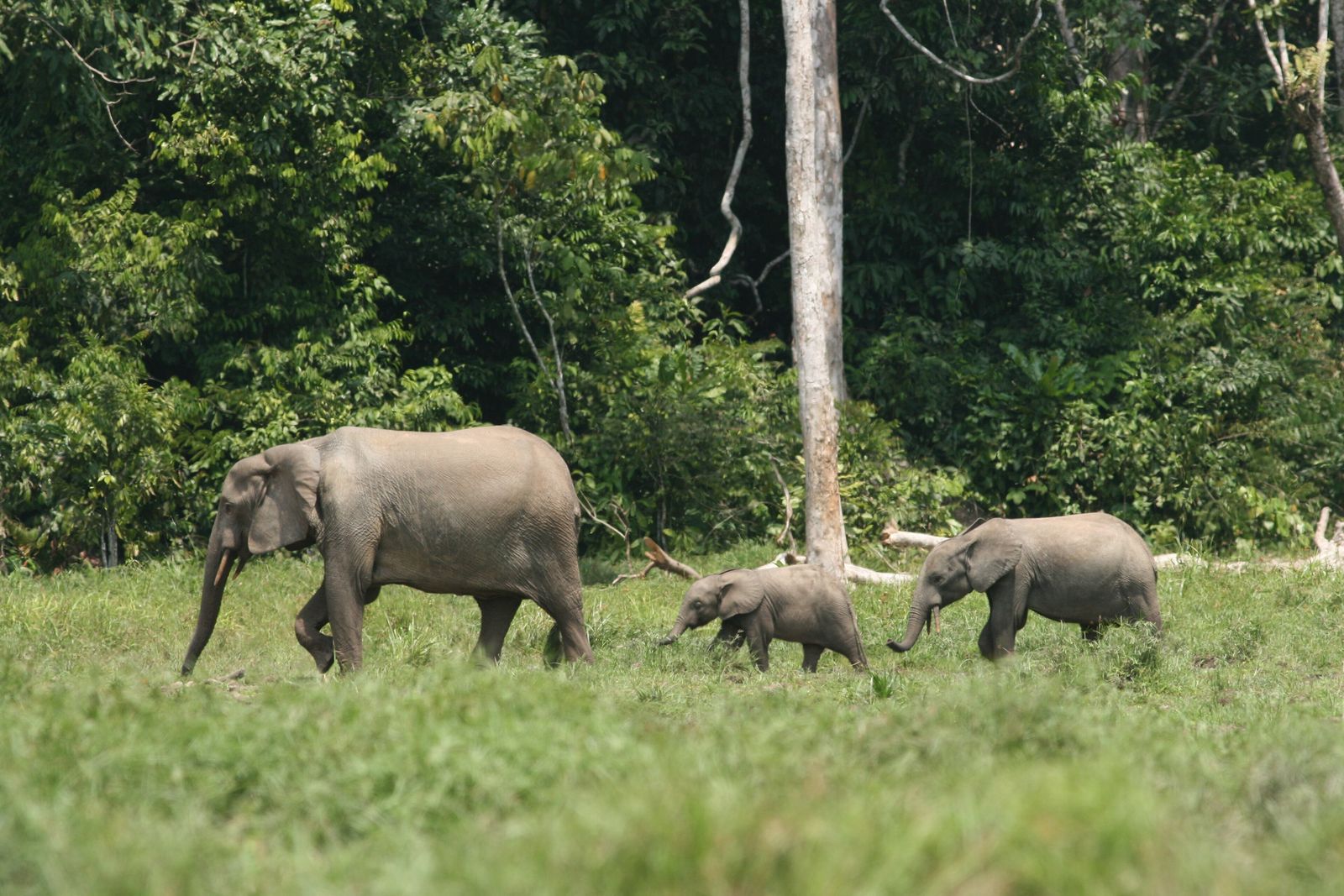 A family watching wildlife together in the rainforest with a guide