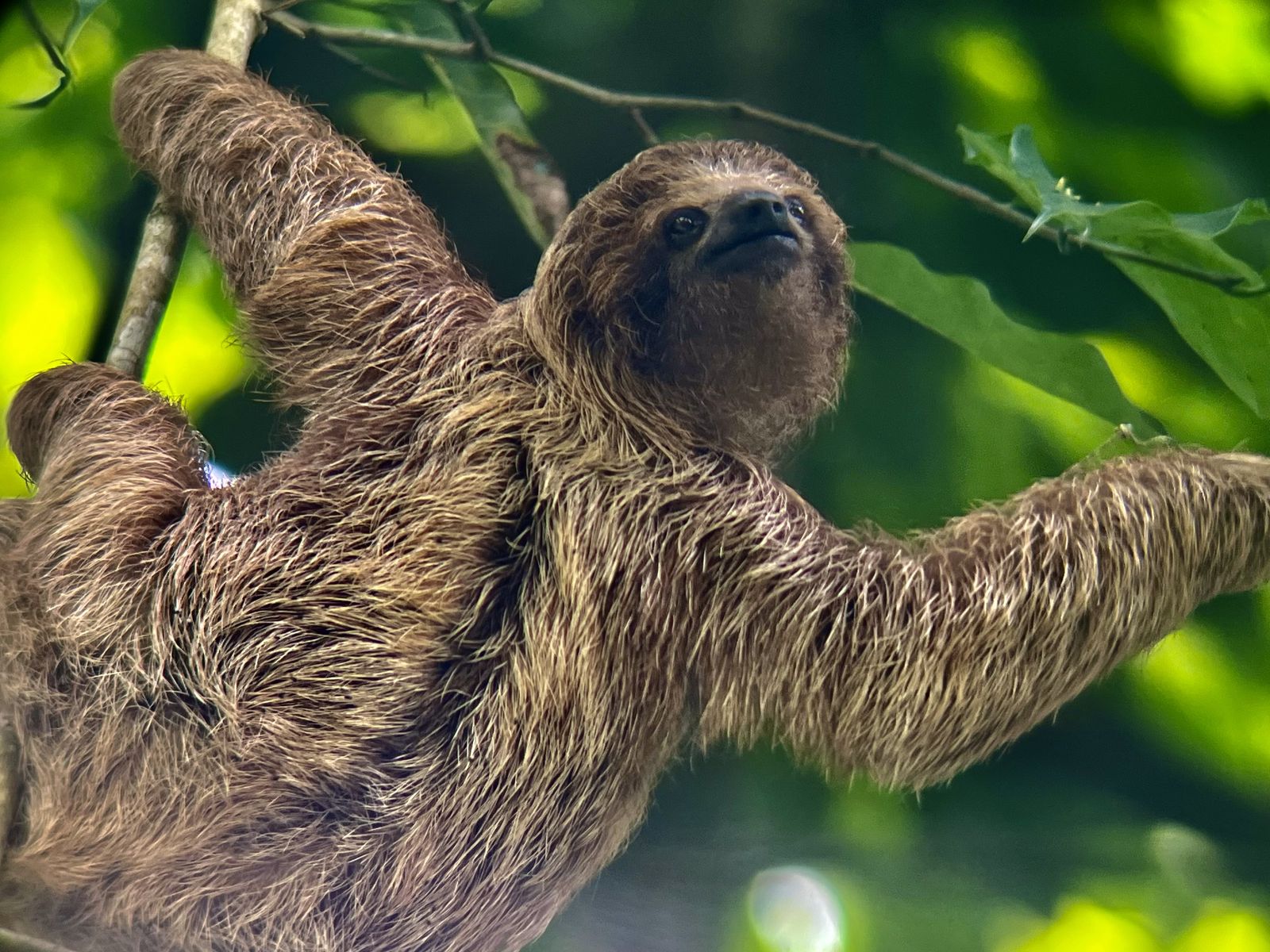 The Jungle Wildlife You'll Actually See