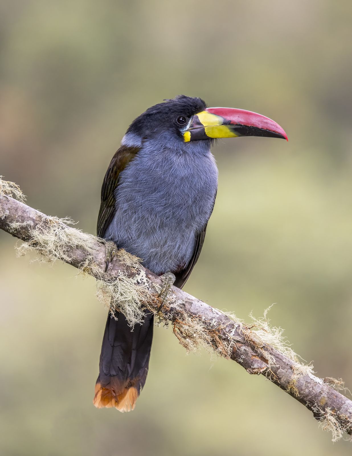A toucan perched on a branch in tropical rainforest canopy