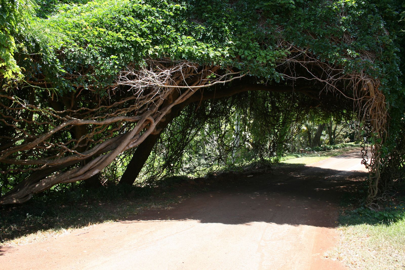 A monkey moving through the rainforest canopy