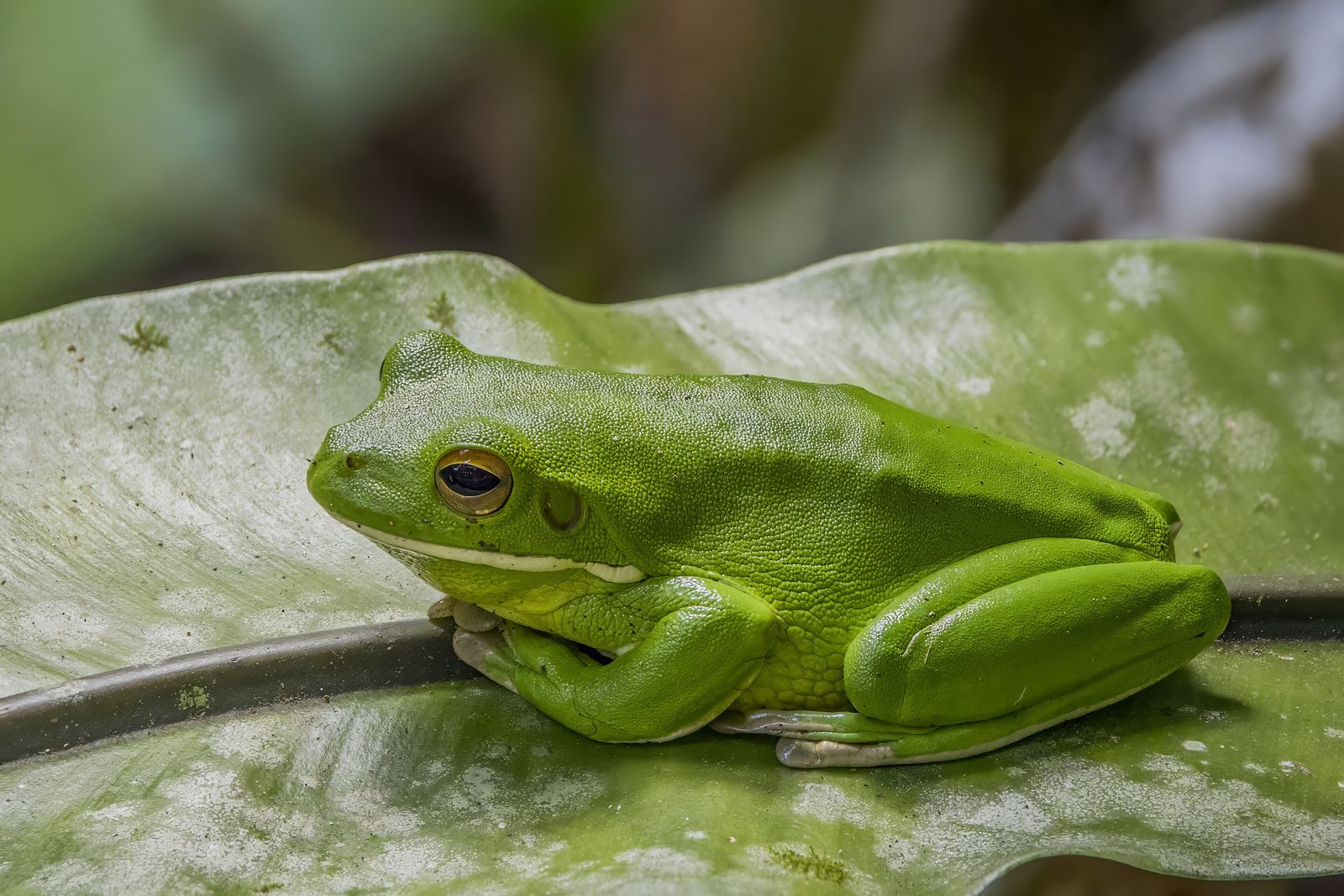 A brightly colored frog on a leaf in the rainforest
