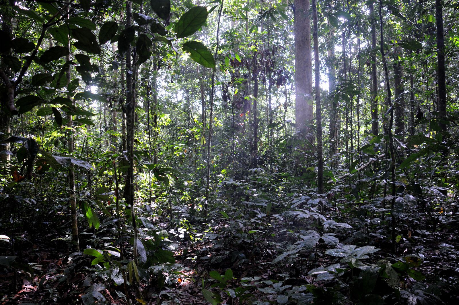 Sunlight filtering through dense rainforest canopy near La Fortuna, Costa Rica