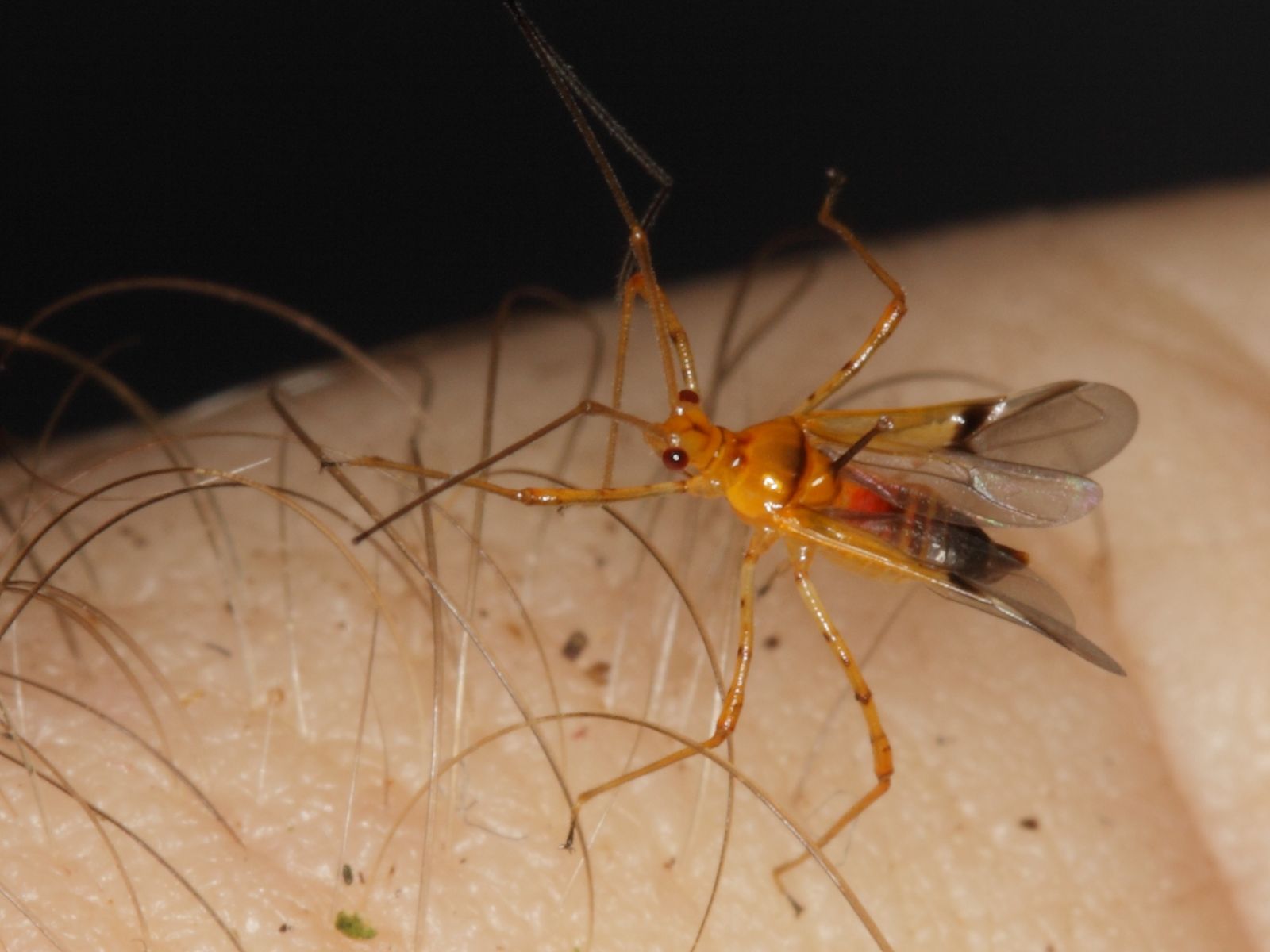 A close-up of a mosquito resting on skin in a rainforest setting