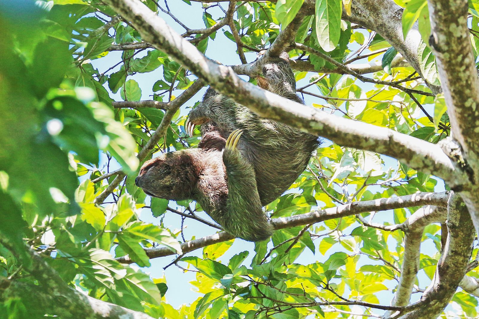 A sloth resting in the rainforest canopy at Manuel Antonio National Park, Costa Rica