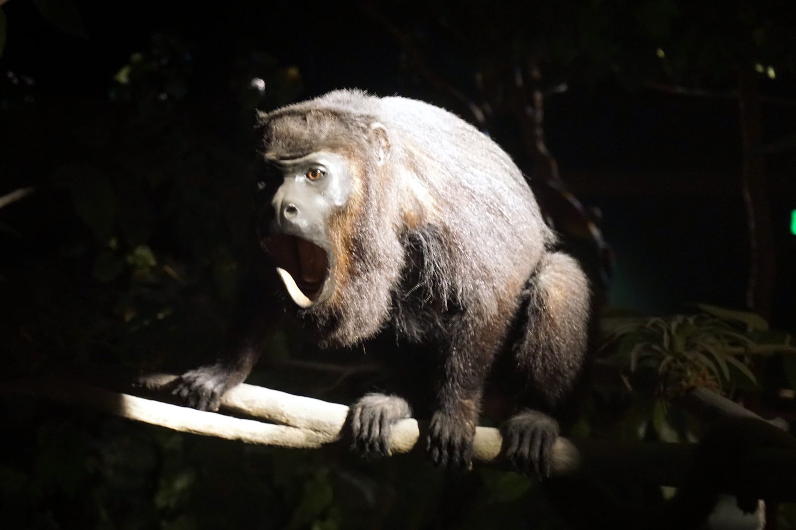 The Monkeys of the Rainforest