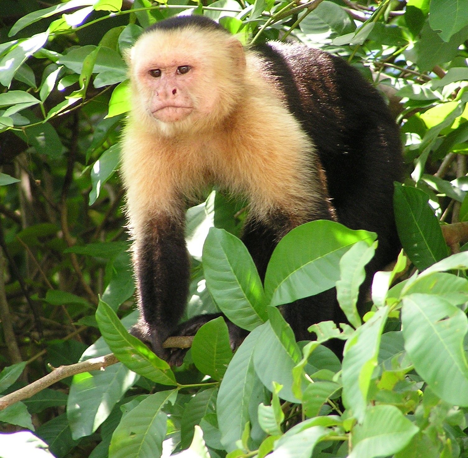 A capuchin monkey moving through dense jungle foliage