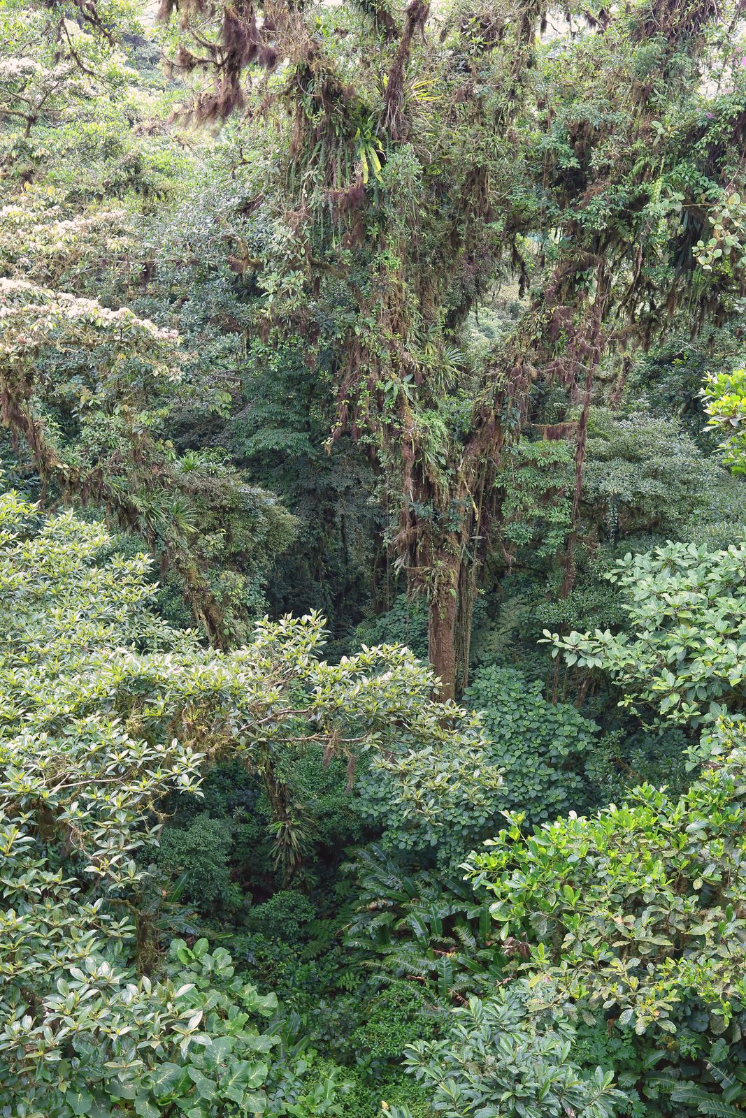 Monteverde Cloud Forest Guide