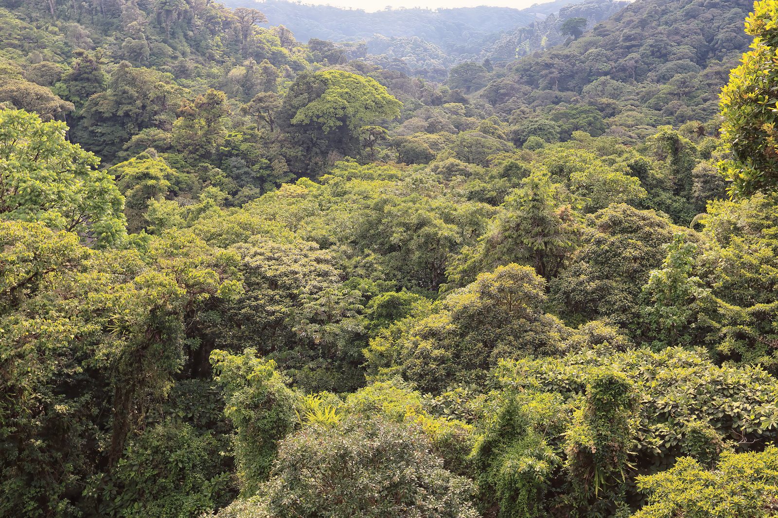 Mist drifting through the dense green canopy of Monteverde's cloud forest, Costa Rica