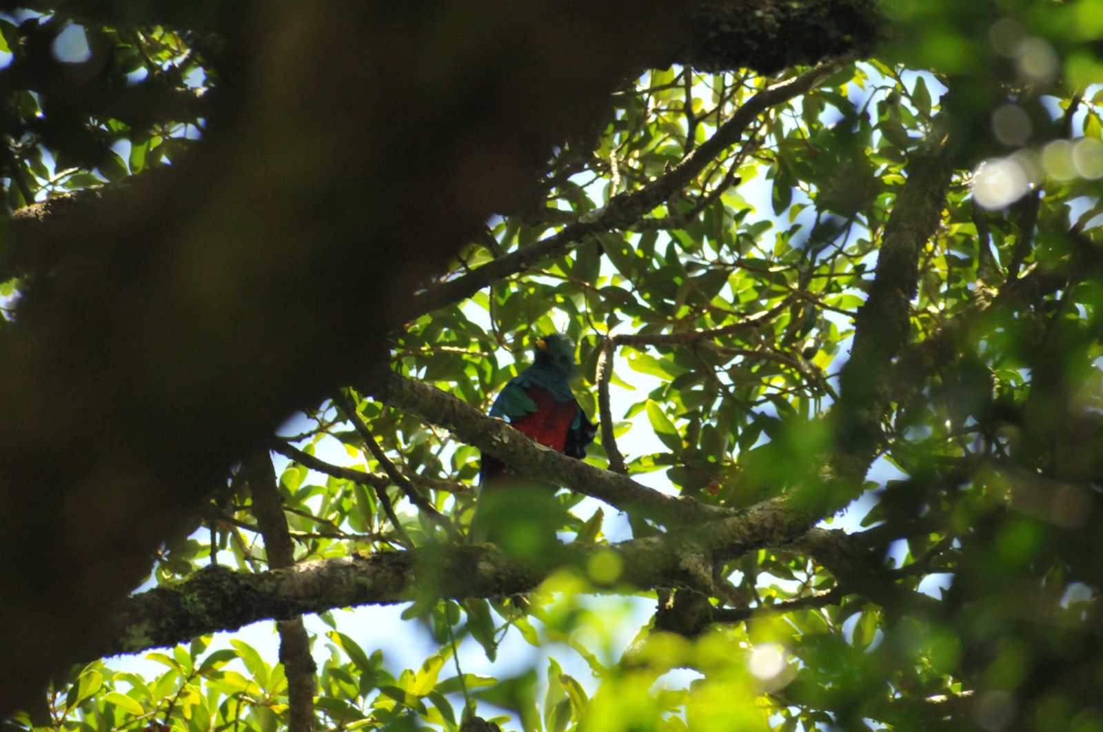 A resplendent quetzal perched in the cloud forest canopy near Monteverde, Costa Rica