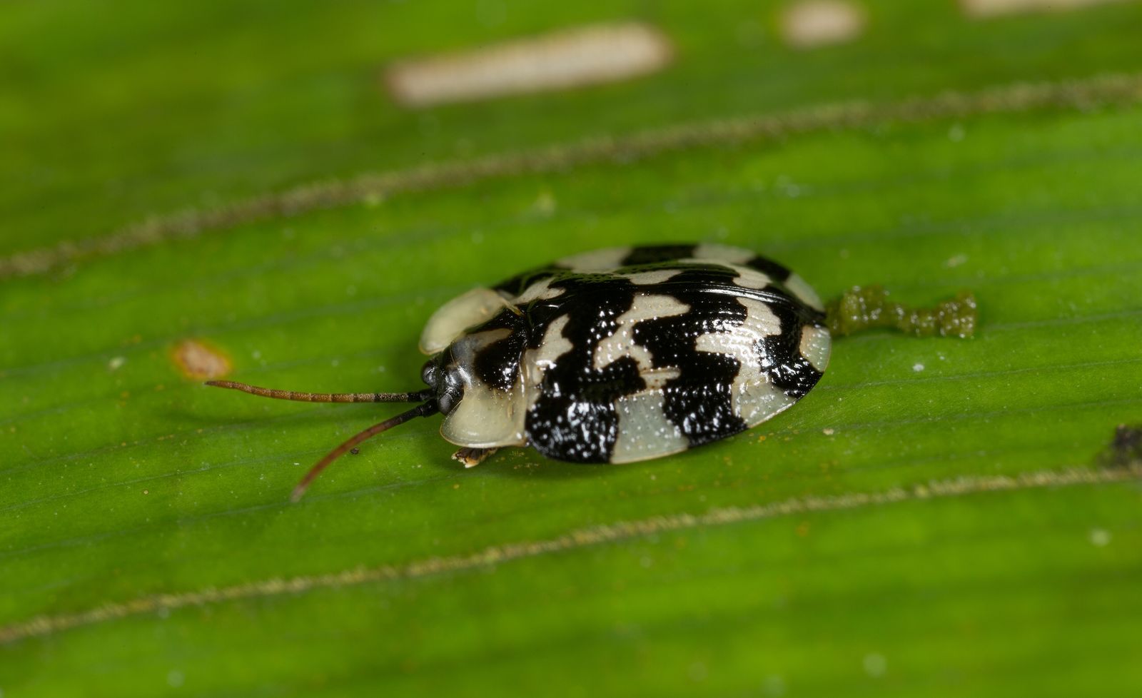 A close-up of a rainforest insect resting on a broad green leaf