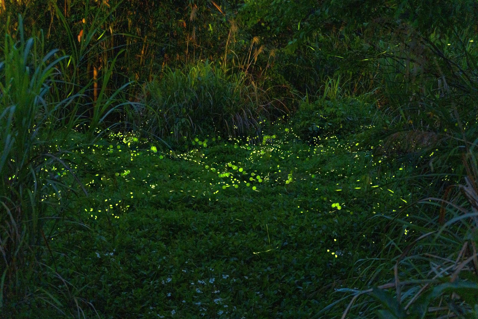 Fireflies glowing among dark tropical trees at night