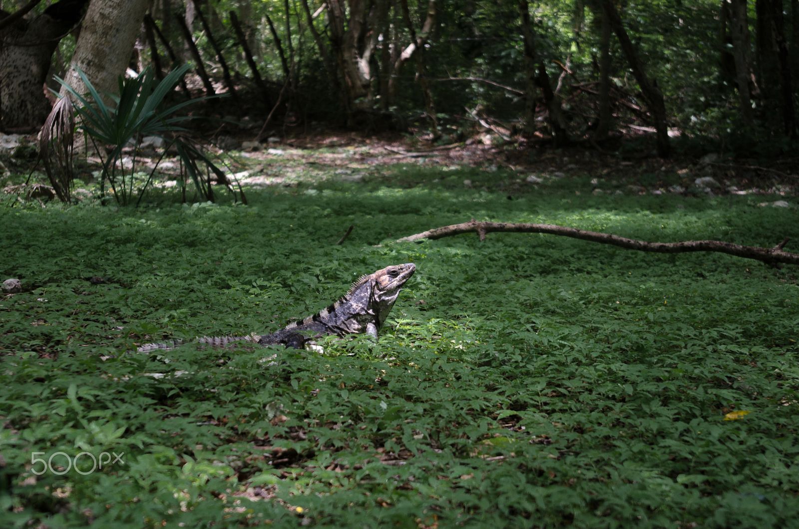 An infinity-edge swimming pool with its far border disappearing against dense jungle canopy