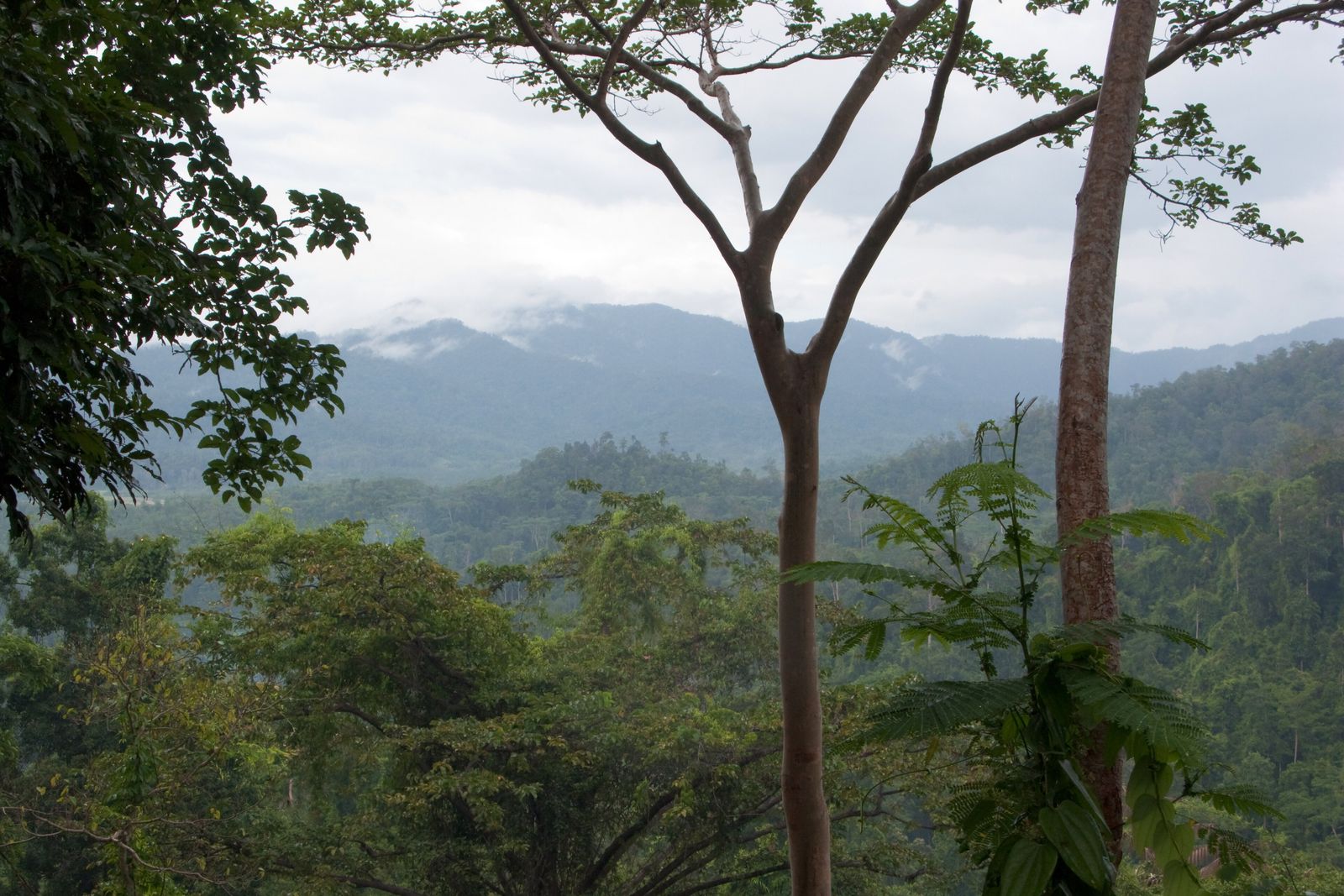 Terraced hillside and forest in the Munduk highlands of North Bali