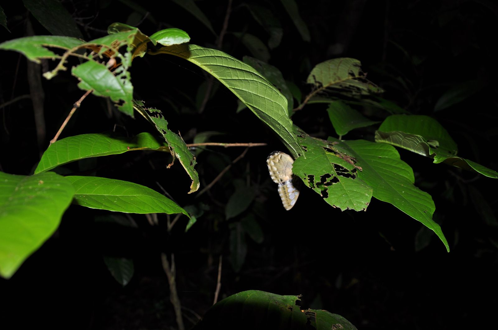 Nocturnal jungle wildlife photographed by torchlight, eyes reflecting the light against dark foliage