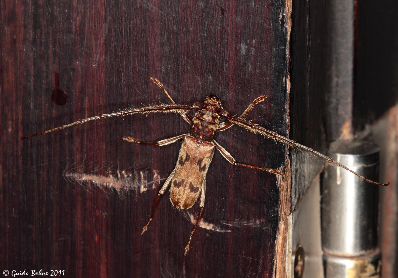 A nocturnal rainforest insect resting on foliage, lit by torchlight at night