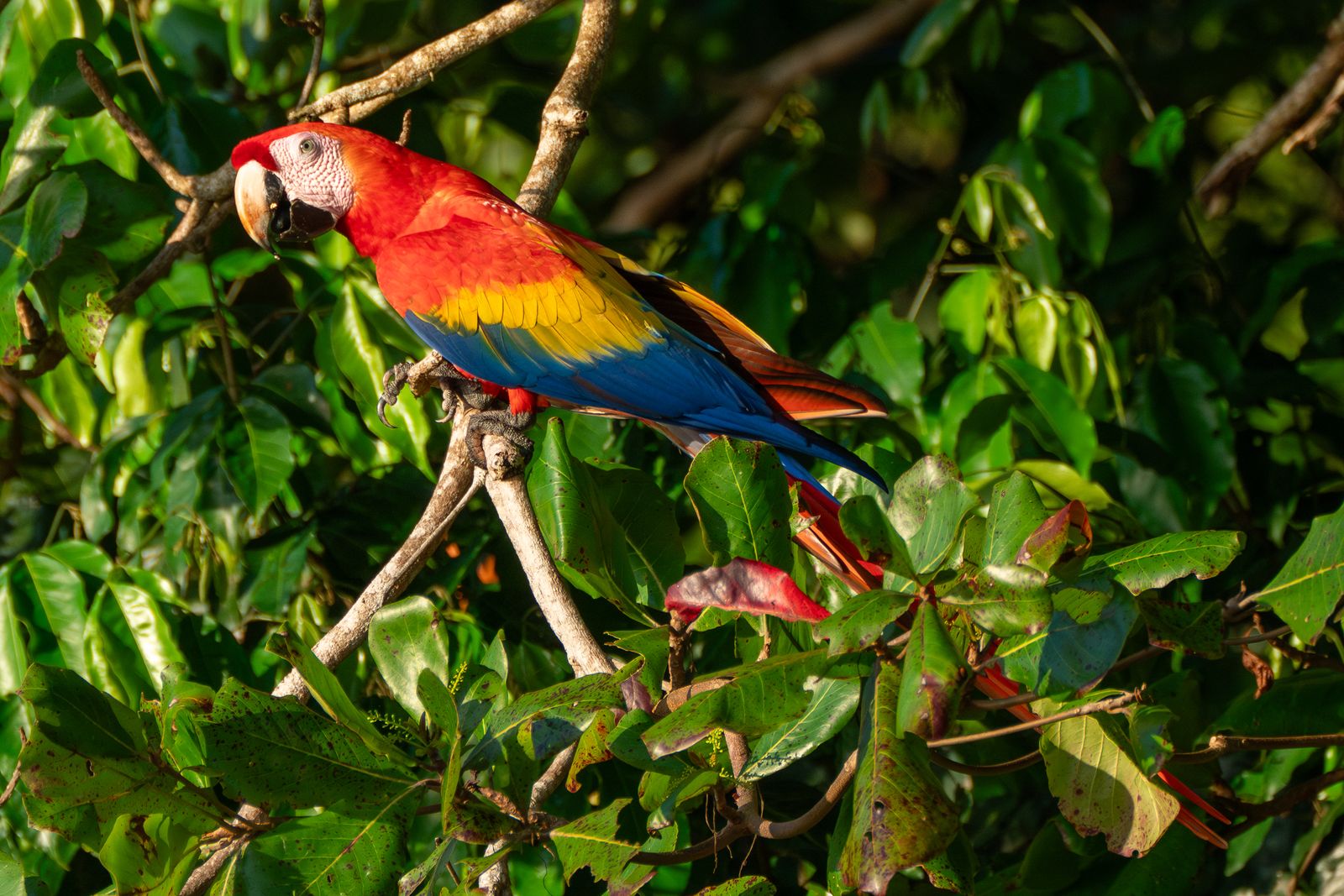 A scarlet macaw in Costa Rica