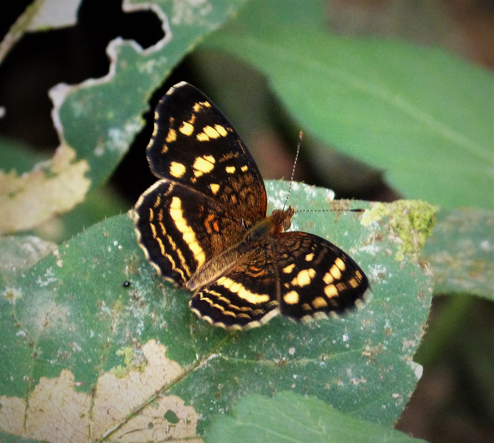 Panama Rainforest Travel Guide