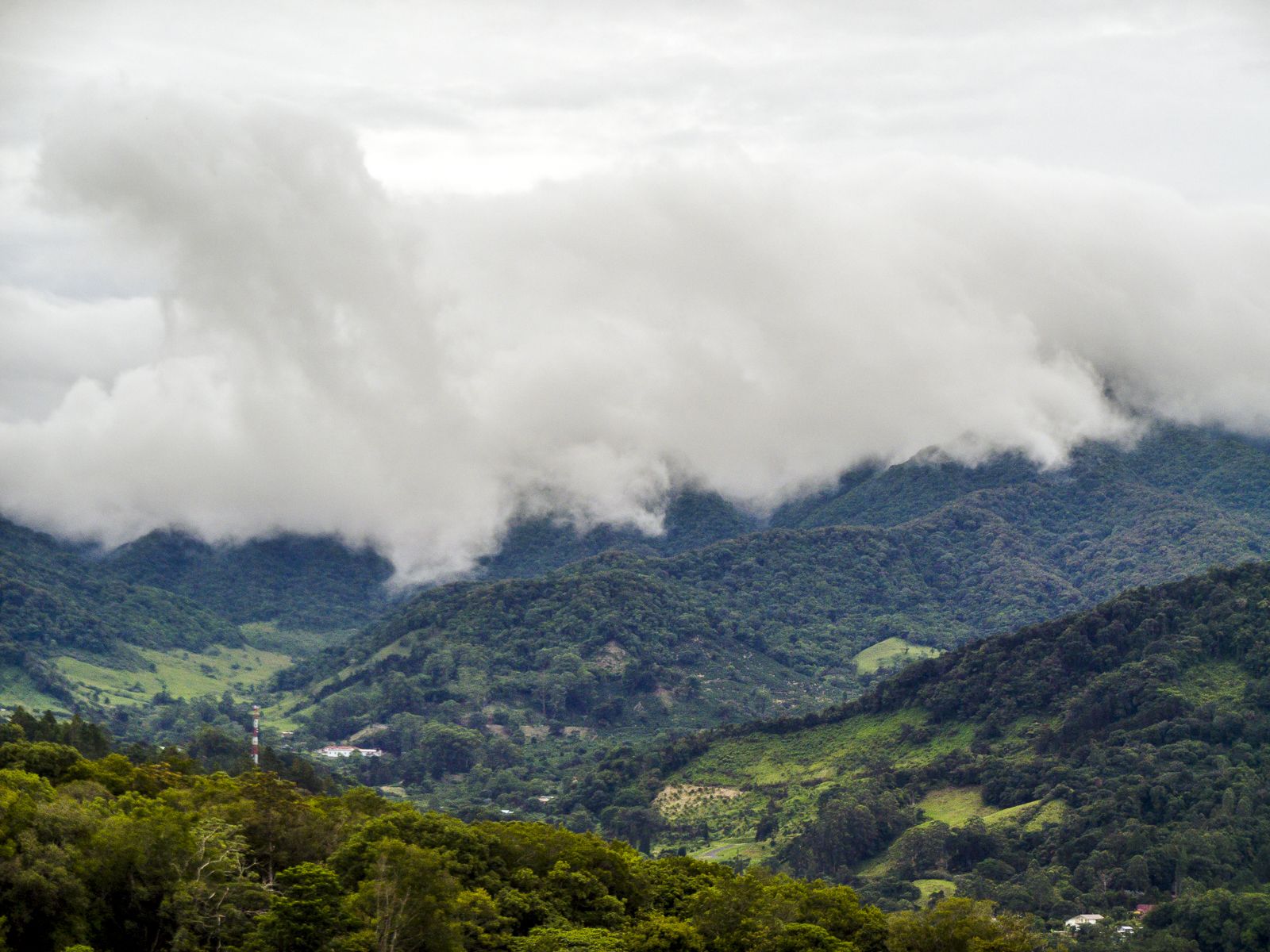 Misty cloud forest canopy in the Panamanian highlands