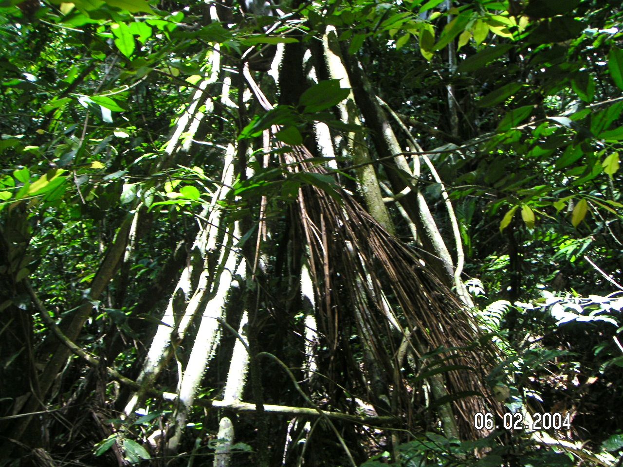Dense green rainforest canopy in the Tambopata region of the Peruvian Amazon