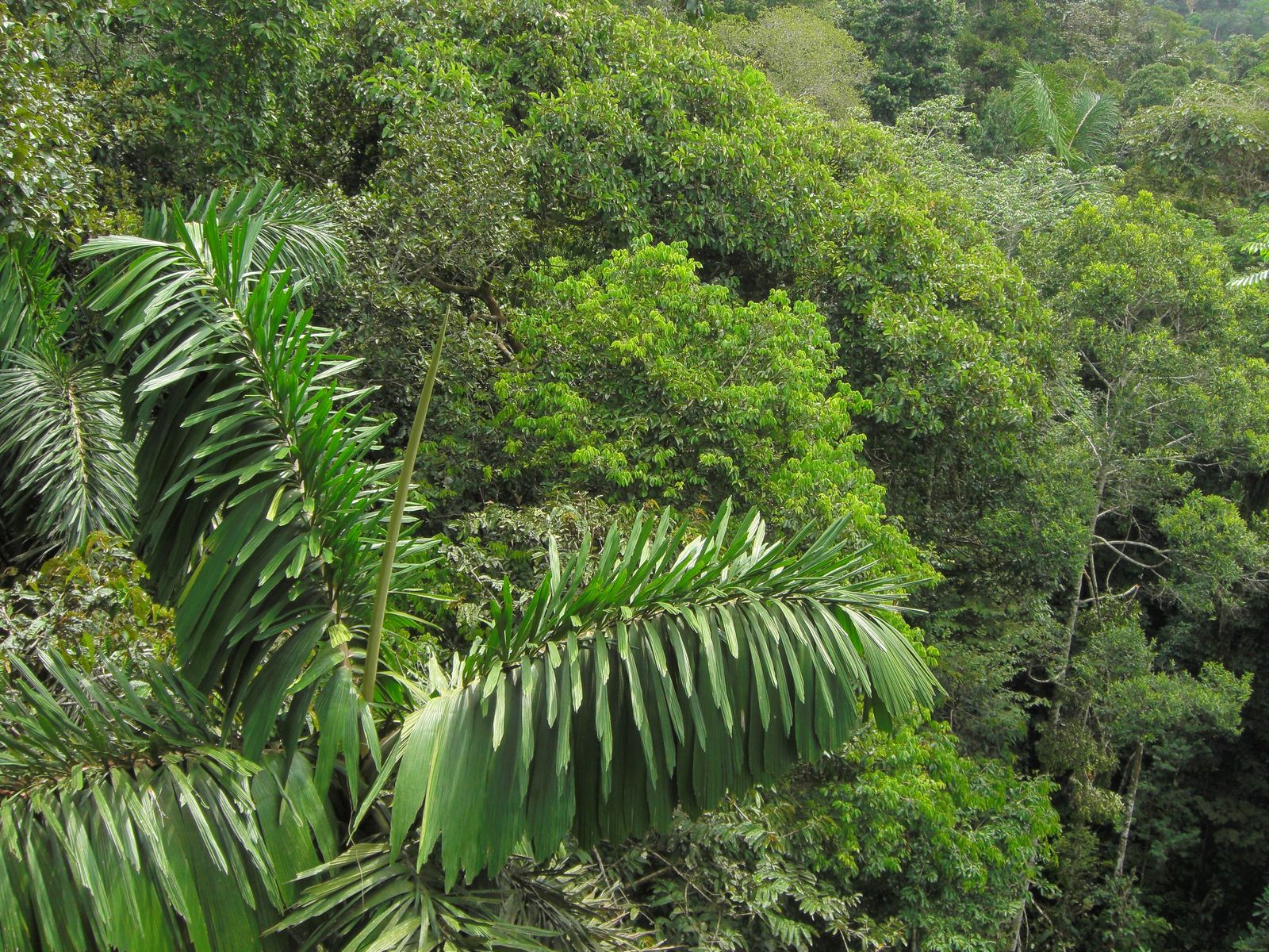 An elevated canopy walkway strung between platforms high in the Amazon rainforest canopy in Peru