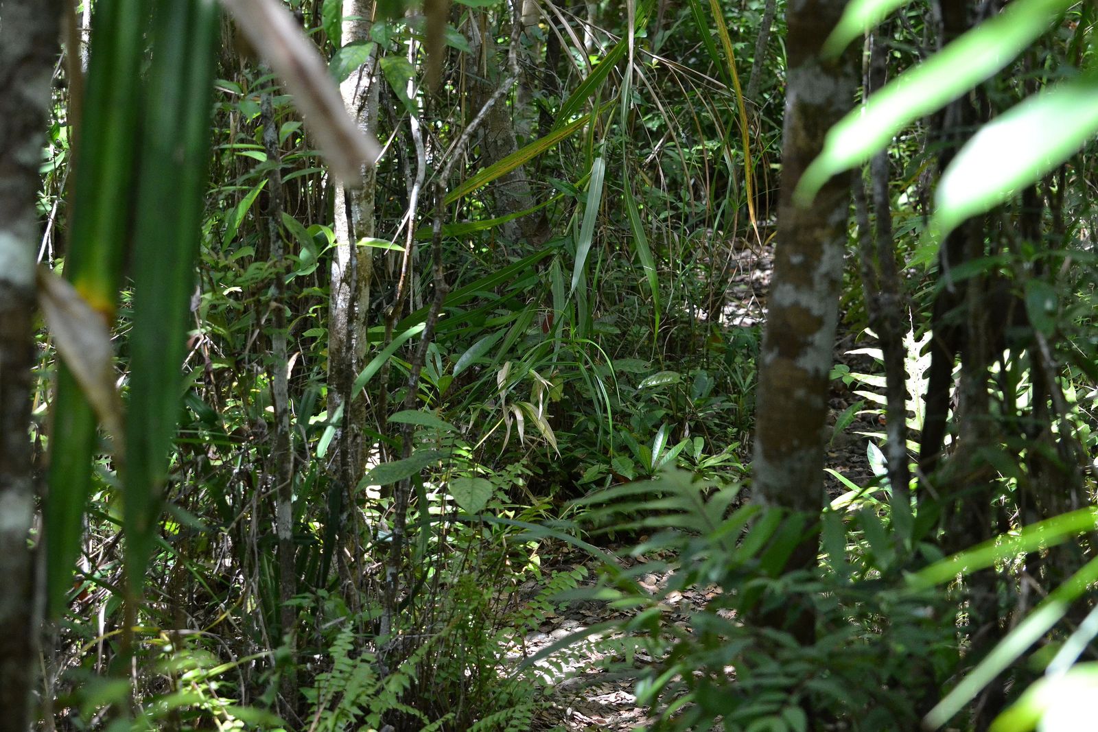 Dense tropical forest cover on the island of Bohol in the Philippines
