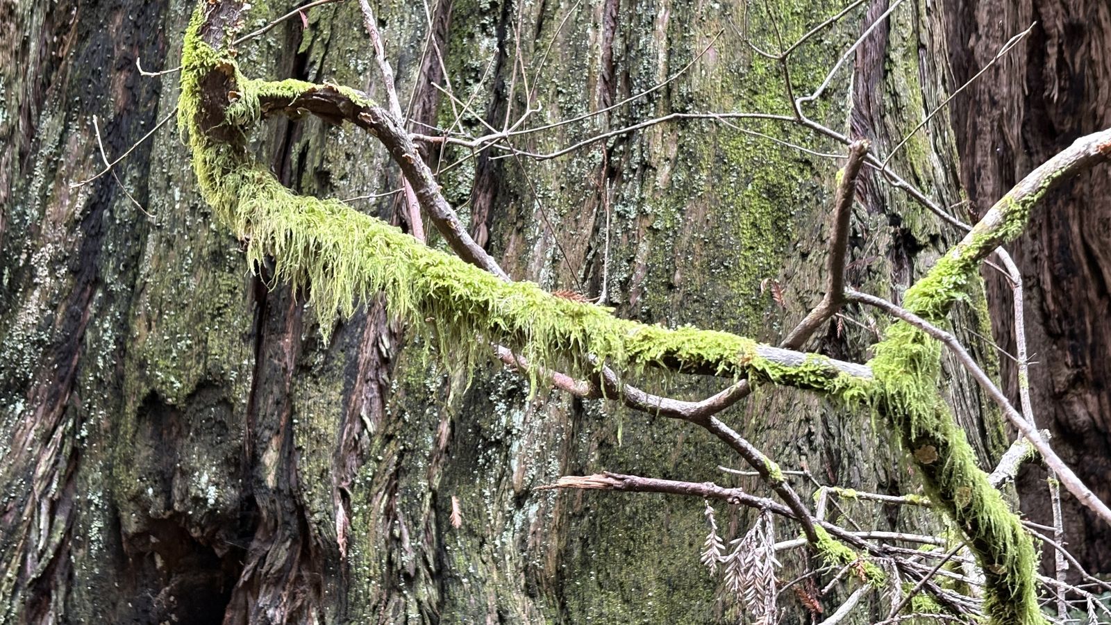 How to Photograph the Jungle