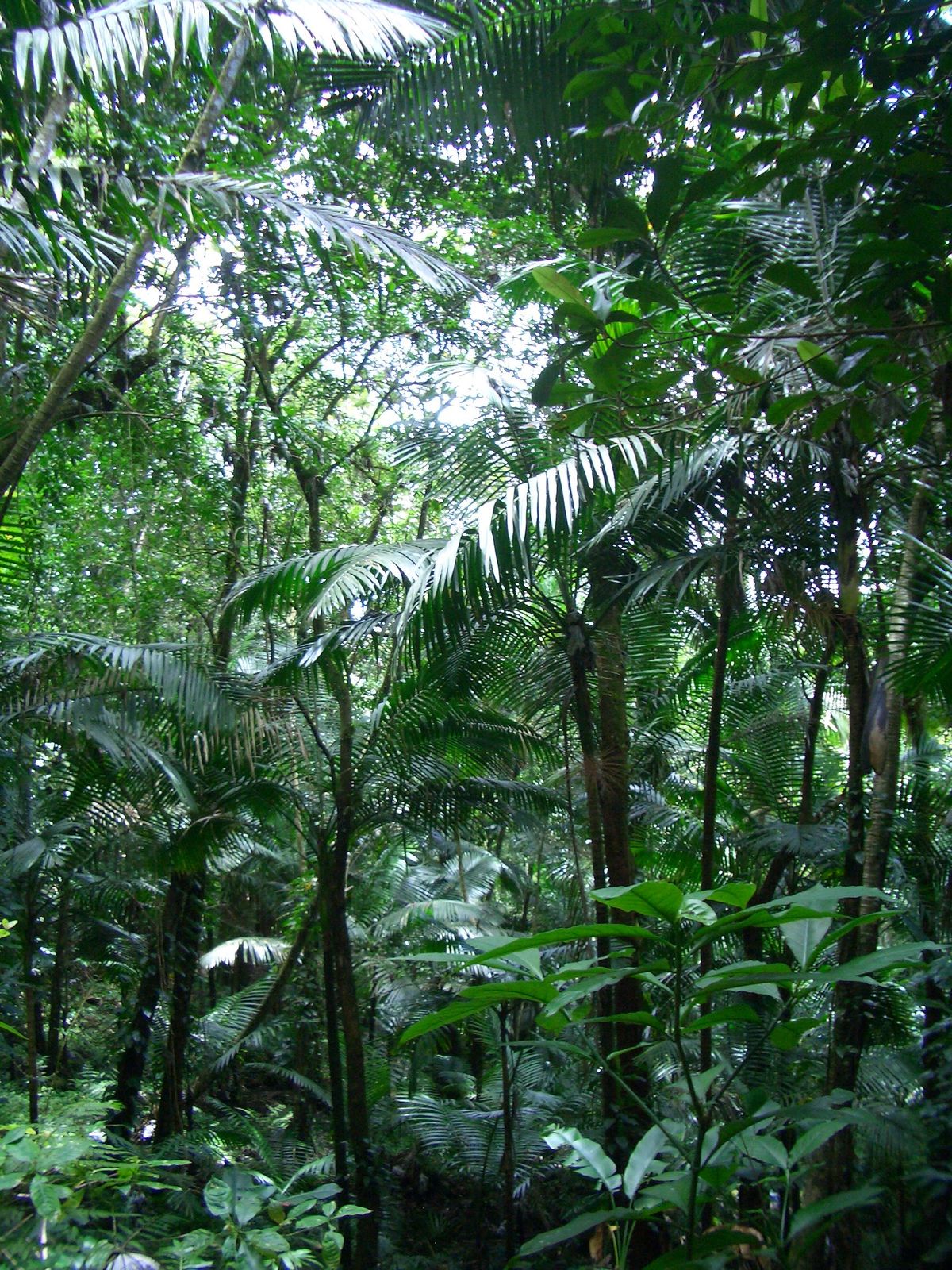 Puerto Rico & El Yunque Rainforest Guide