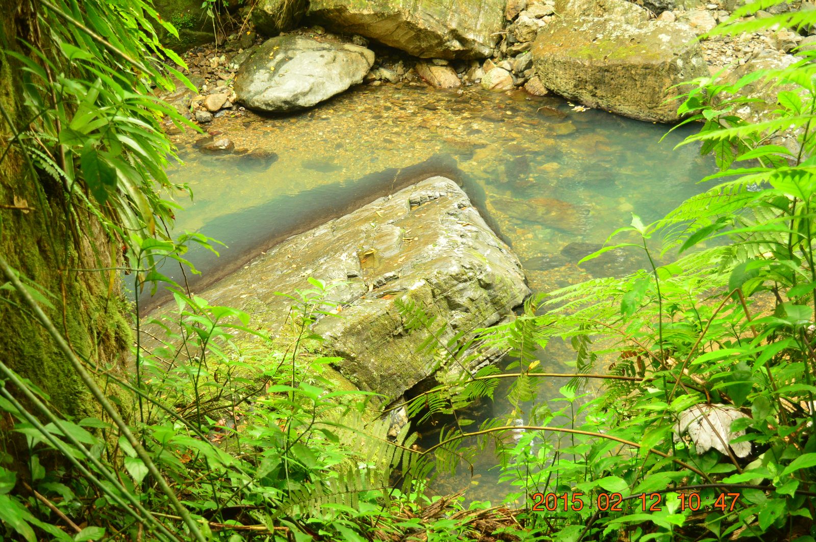 A narrow hiking trail winds through dense tropical rainforest vegetation in Puerto Rico