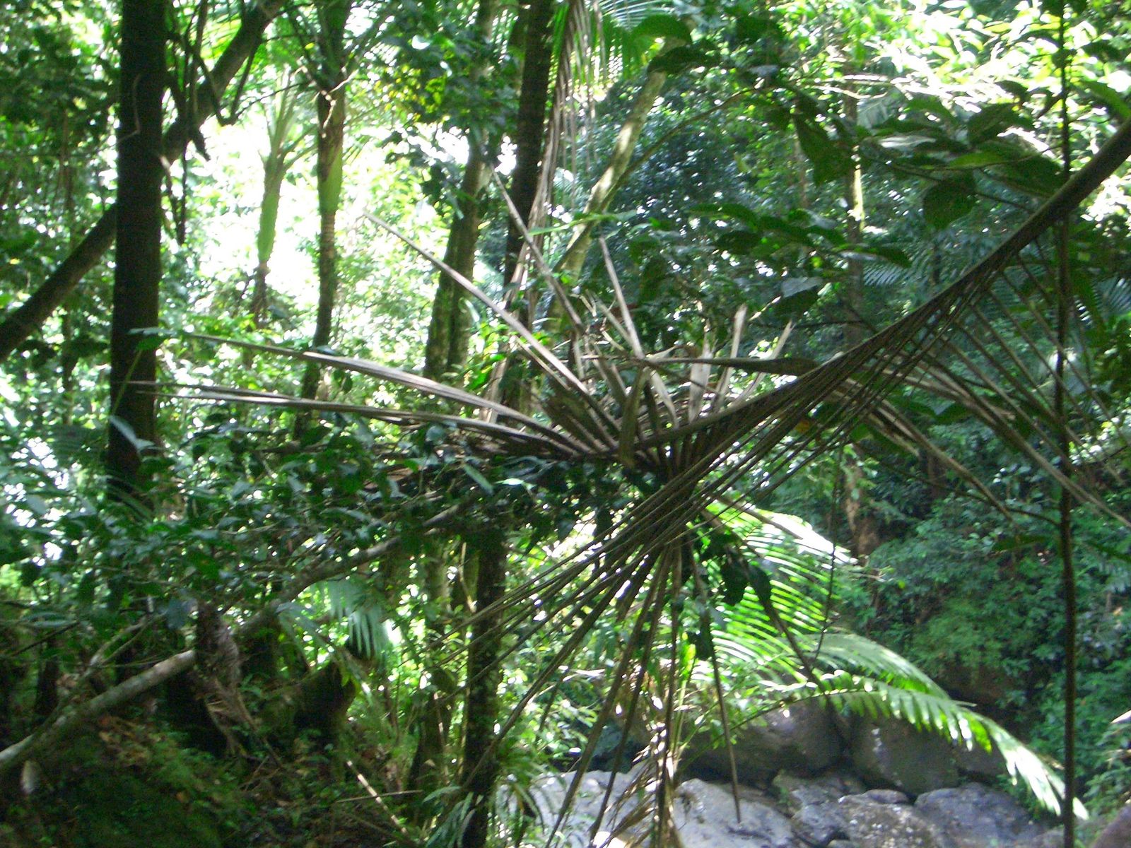 Dense layered tropical forest canopy in Puerto Rico, with broad-leafed plants and thick vegetation