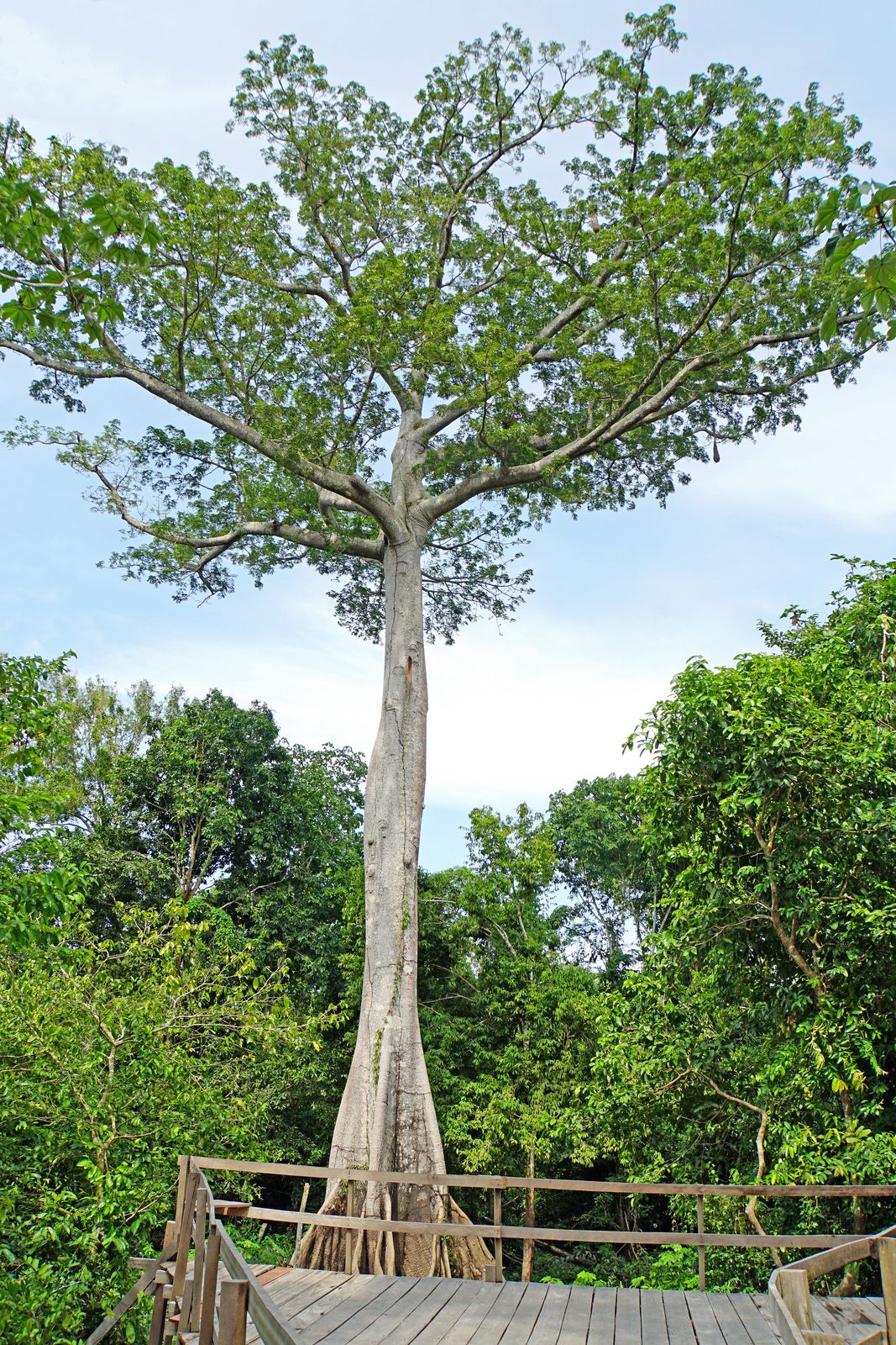 Rainforest Plants & Jungle Medicine