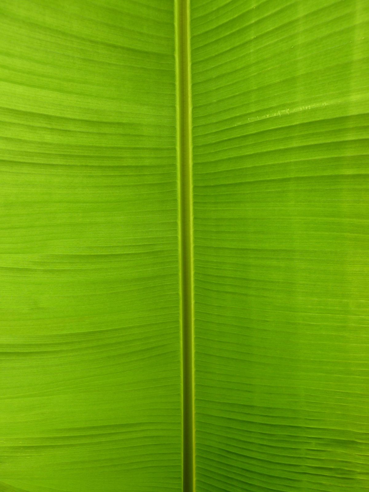 Close-up of a large tropical plant leaf in the rainforest understory