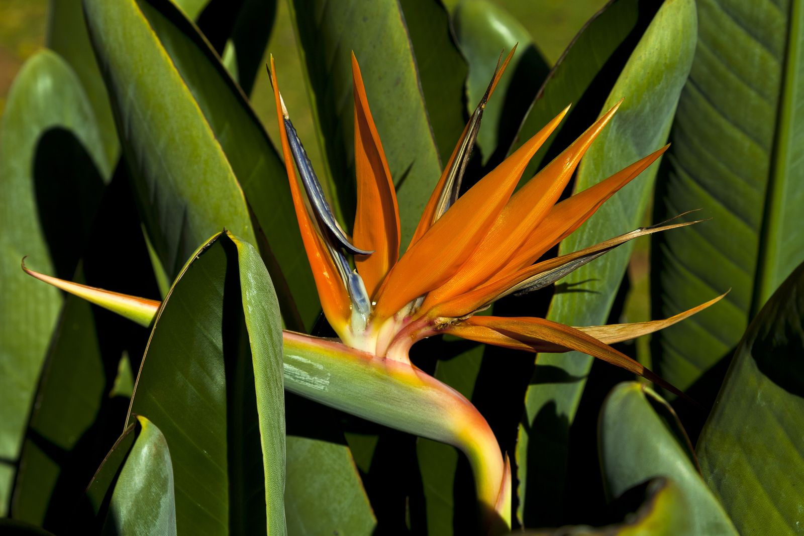 A bright red heliconia flower in the rainforest understory