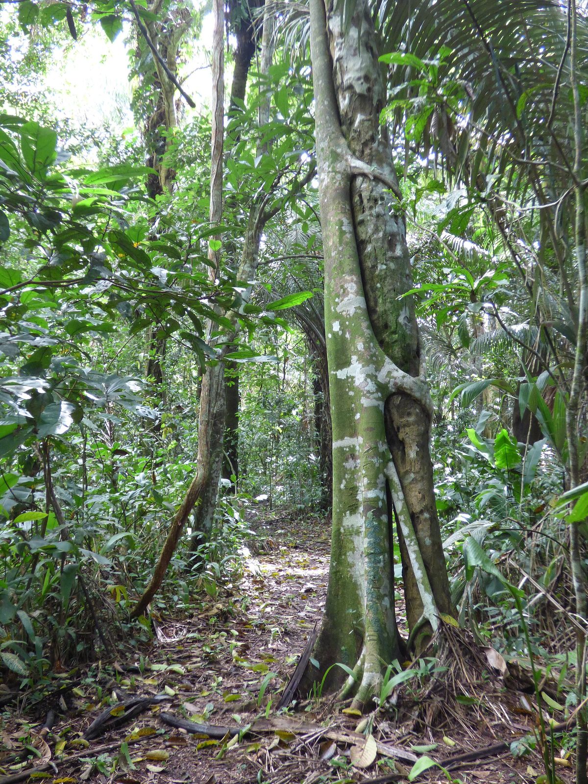A strangler fig tree in the rainforest, its roots fused into a lattice around a former host trunk
