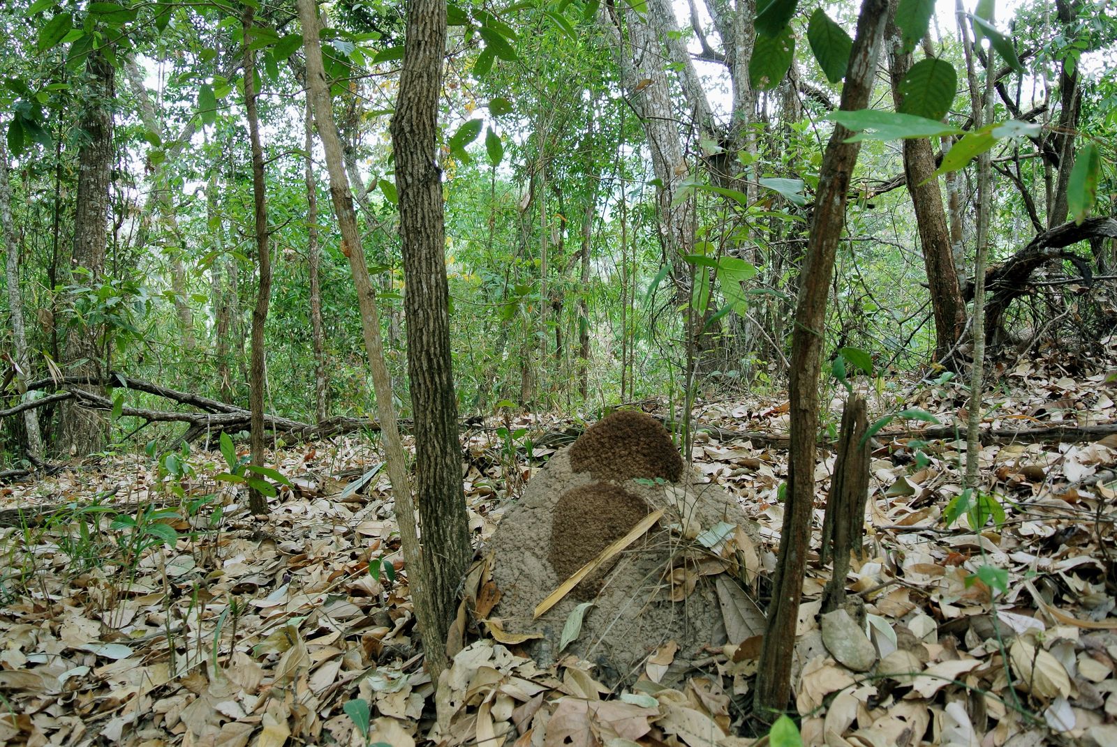 Tropical dry-season forest with sunlight breaking through a thinner, drier canopy and pale leaf litter on the ground