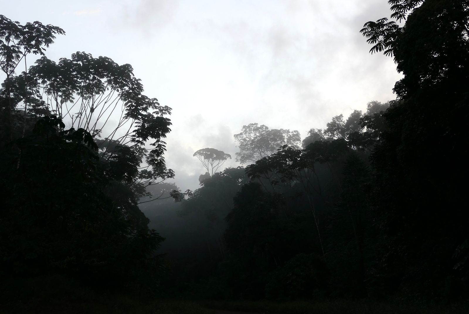 Low mist drifting through a jungle canopy in the soft light of early morning