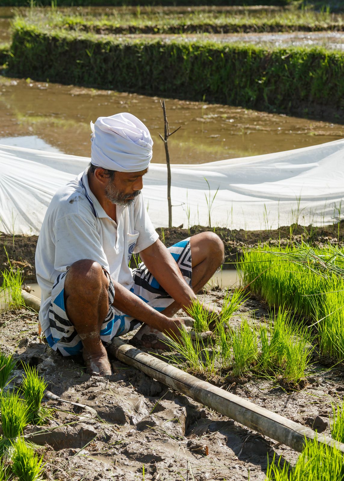 A Balinese farmer working in a flooded rice terrace in the hills near Sidemen
