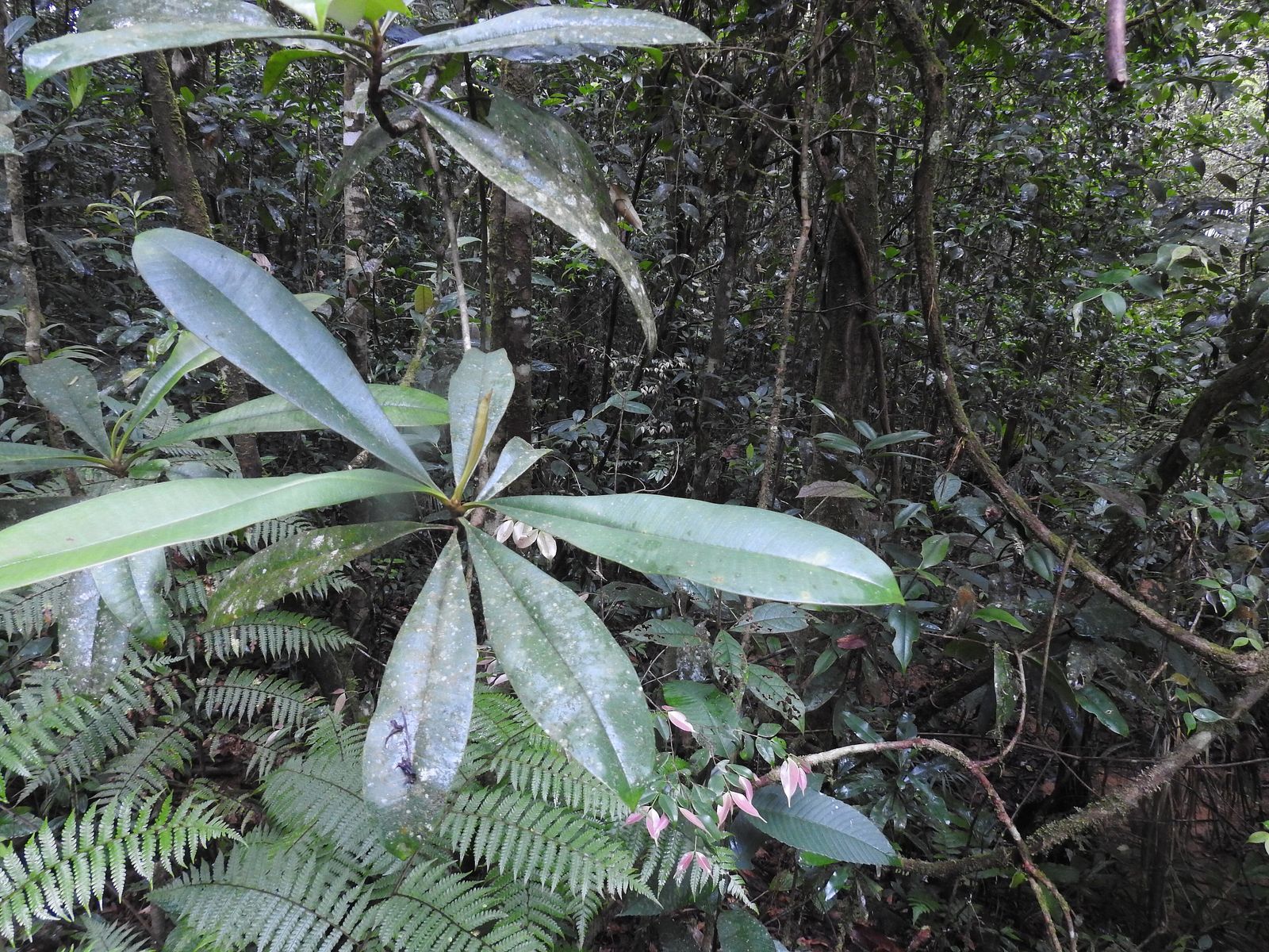 Sinharaja Rainforest Guide, Sri Lanka