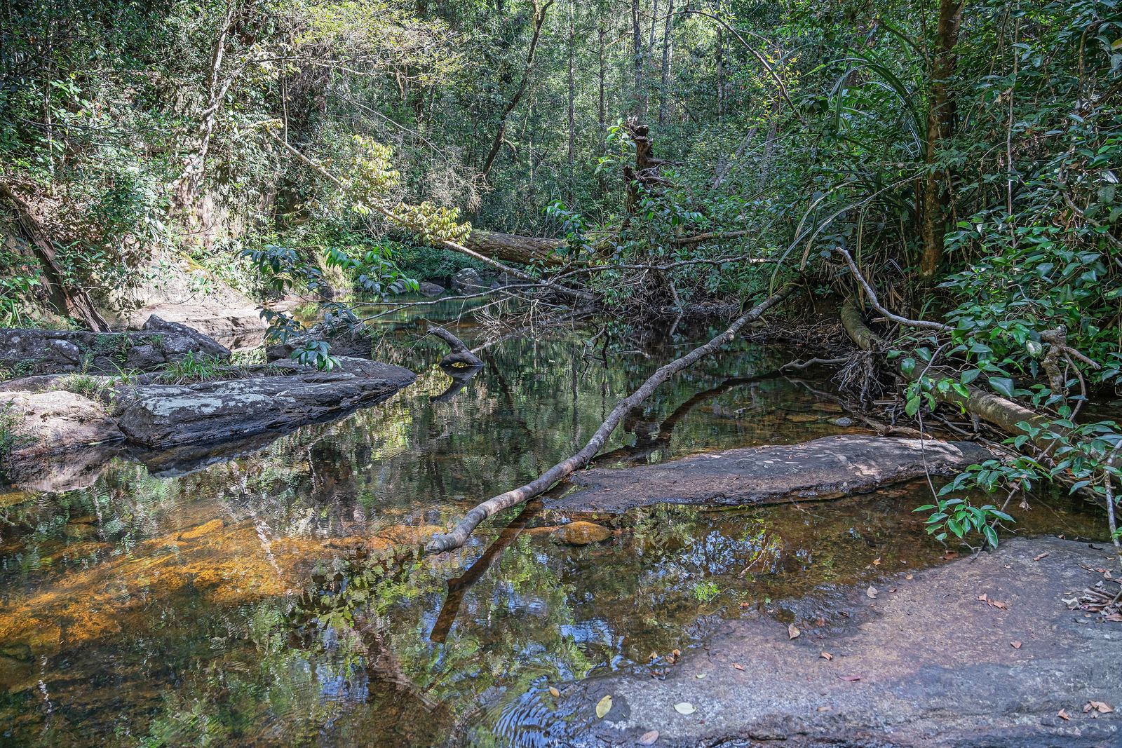 Dense primary rainforest canopy inside the Sinharaja Forest Reserve