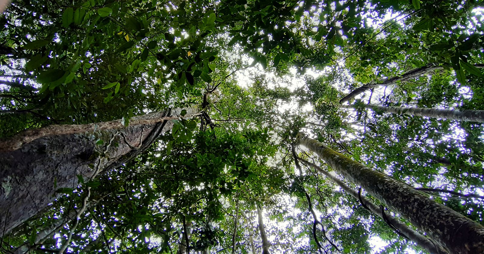 Layered rainforest canopy over the Sinharaja Forest Reserve, Sri Lanka